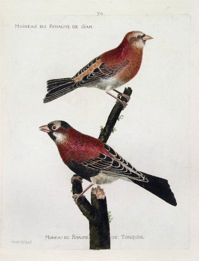 Zoologisk kart (ornitologi): topp til bunn: Spurv fra kongeriket Siam (Crimson Roselin eller carpodacus eruthrinus) og spurv fra kongeriket tonquin (tonkin) på en gren. Illustrasjon i "The History of the Birds, Painted in their Appearing and S av Francois Nicolas Martinet