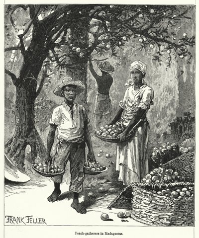 Ferskensamlere på Madagaskar (gravering) av Frank (after) Feller