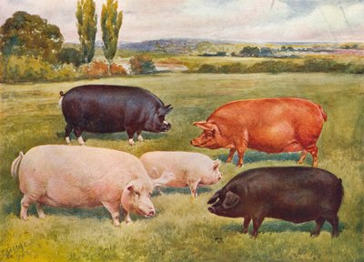 Griseraser, c1902 c1910 av Frank Babbage