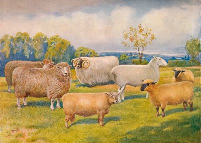 Saueraser, c1902 c1910 av Frank Babbage