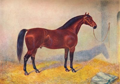 Cleveland Bay hingst Sultan, c1902 c1910 av Frank Babbage