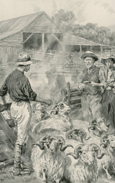 En sauestasjon på Canterbury Plains av Frank Dadd