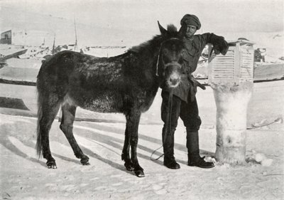 Gran With Mule Lal Khan, c1911, 1913 av Frank Debenham