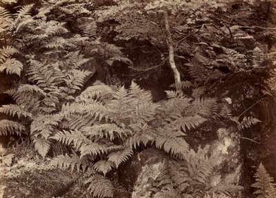 Uten tittel Fern Study, slutten av 1870-tallet. av Frank Meadow Sutcliffe