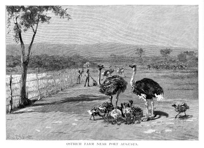 Strutsefarm nær Port Augusta, Sør-Australia, 1886 av Frank P. Mahony