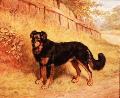 Border collie av Frank Paton