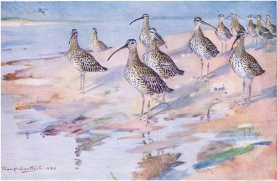 Curlews ved Blakeney Point (litho) av Frank Southgate