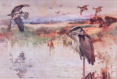 The Heron, illustrasjon fra Wild Nature & Country Life utgitt av Hodder & Stoughton, ca. 1910 av Frank Southgate