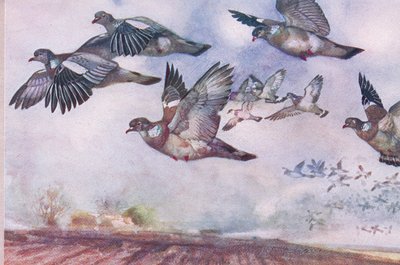 Wood Pigeons in flight, illustrasjon fra Wild Nature & Country Life utgitt av Hodder & Stoughton, ca. 1910 av Frank Southgate