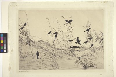 Blackbirds And Rushes (blekk på papir) av Frank Weston Benson