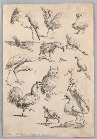 Sortiment av fugler, fra "Samling av forskjellige dyrestudier..." av Frans Snyders