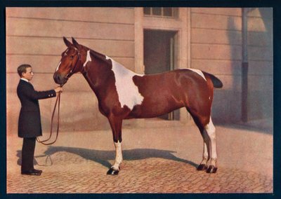 Et fotografi av en hest tatt med et Zeiss Tessar-objektiv, c1908 av Franz Kuhn