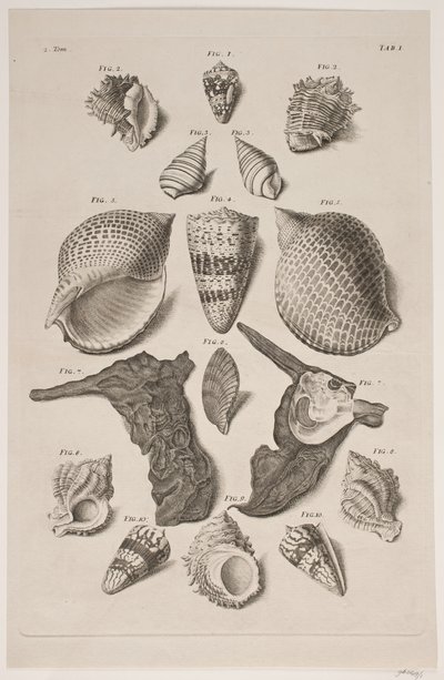 Konkylier med brett. Plate 1. av Franz Michael Regenfus
