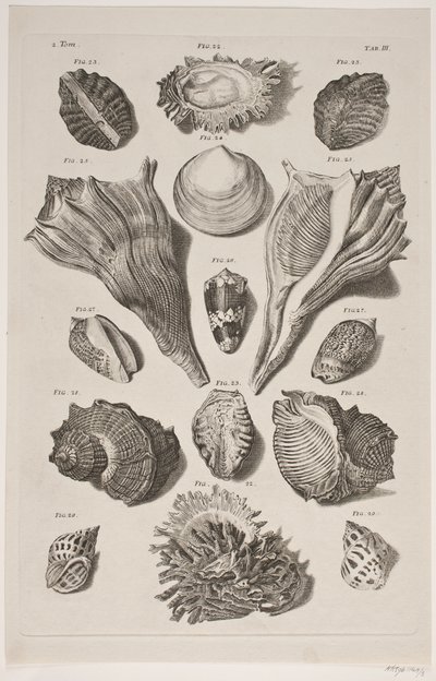 Konkylier med brett. Plate 3. av Franz Michael Regenfus