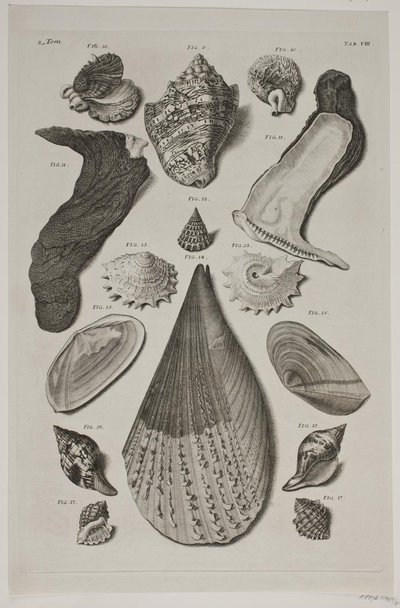 Konkylier med brett. Plate 8. av Franz Michael Regenfus
