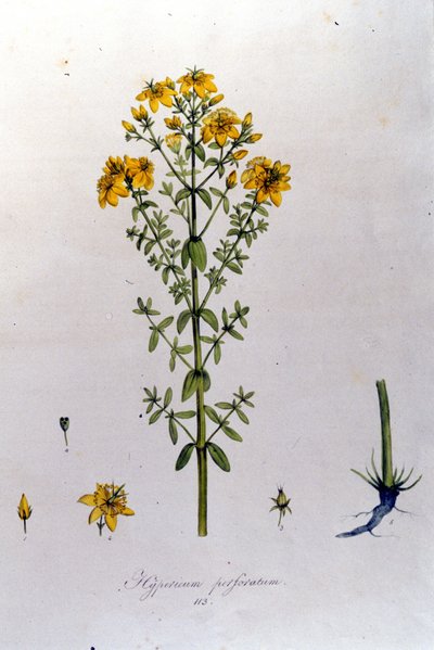 Hypericum eller johannesurt (Johannesurt) fra F. De Paola De Schranks "Flora Monacensis". München 1816 av Franz Schrank