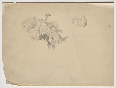 Rosenstudie av Franz von Matsch