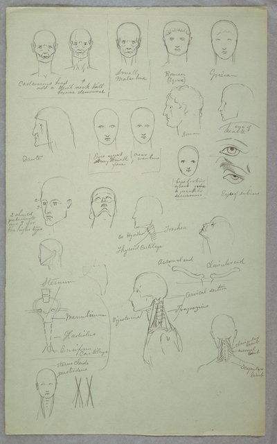 Tegning, anatomiske studier, 1865–70 av Frederic Edwin Church