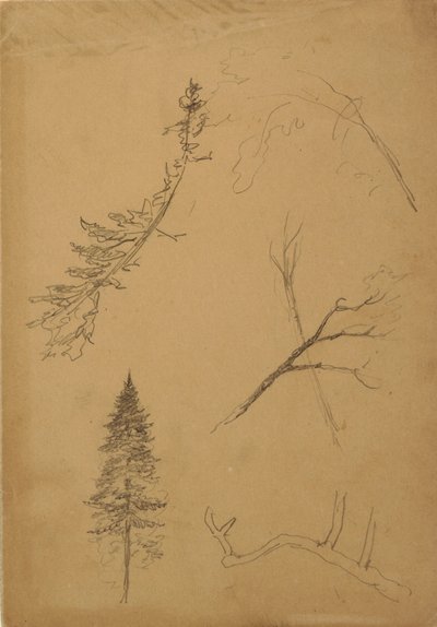 Tegning, botaniske skisser, 1888 av Frederic Edwin Church