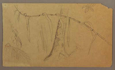 Tegning, botaniske skisser, mai–august 1865 av Frederic Edwin Church