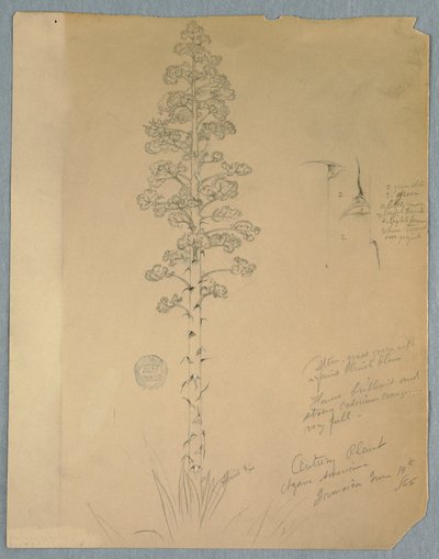 Tegning, århundreplante, Agave Americana, Jamaica, 14. juni 1865 av Frederic Edwin Church