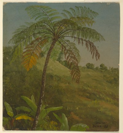 Tegning, palmetre, Jamaica, juni 1865 av Frederic Edwin Church