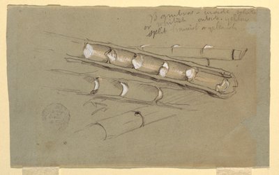 Tegning, studie av bambus, juni 1857 av Frederic Edwin Church