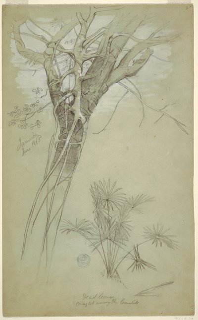 Tegning, studie av trestamme, parasittranke og palmeplante, Jamaica, juni 1865 av Frederic Edwin Church