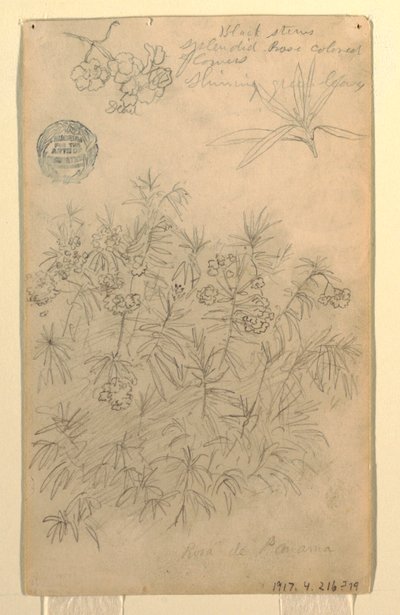 Tegning, studie av en Rosa de Panama- eller oleanderplante, mai–juni 1857 av Frederic Edwin Church