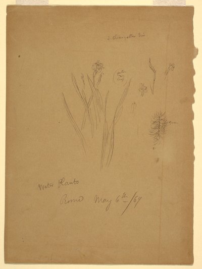 Tegning, Vannplanter, Roma Italia av Frederic Edwin Church