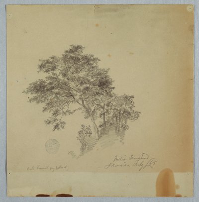 Indiske tamarindtrær, Jamaica av Frederic Edwin Church