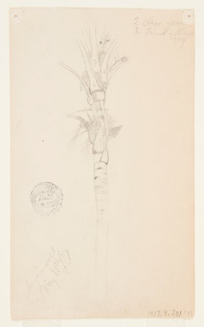 Blader og stilk av et palmetre, Aspinwall, Panama av Frederic Edwin Church