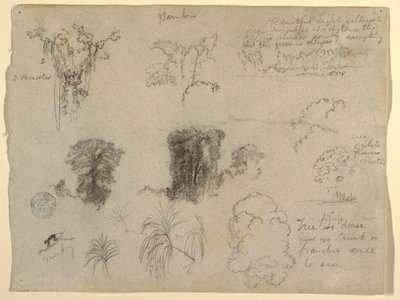 Naturstudier, sannsynligvis fra Colombia: Aper, parasitter og trær av Frederic Edwin Church