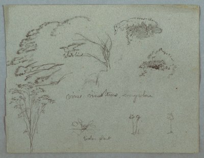 Studier fra Rio Magdalena, Colombia: Tretopper, Flying White Bird, Vines og Three Flower Plants av Frederic Edwin Church