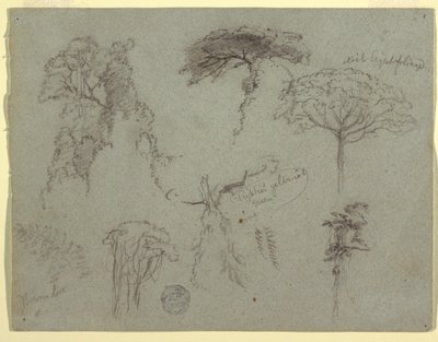 Studier av trær, Ecuador av Frederic Edwin Church