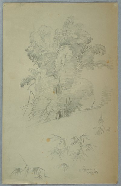 Studier av trær og grener, Jamaica av Frederic Edwin Church