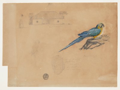 Studie av Guacamaya, Bogota, Colombia av Frederic Edwin Church