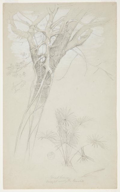 Studie av trestamme, parasittvinstokk og palmeplante, Jamaica av Frederic Edwin Church
