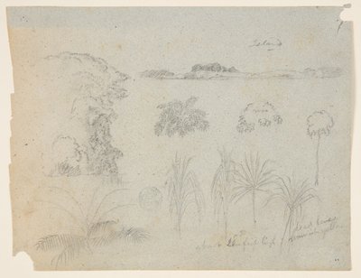 Studer med tretopper, trær, fem design av planter og en fjern øy av Frederic Edwin Church