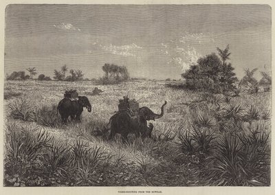 India og prinsen av Wales, tigerskyting fra Howdah av Frederic Theodore Lix