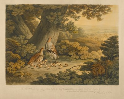 Rapphøns (fargegravering) av Frederick Christian Lewis