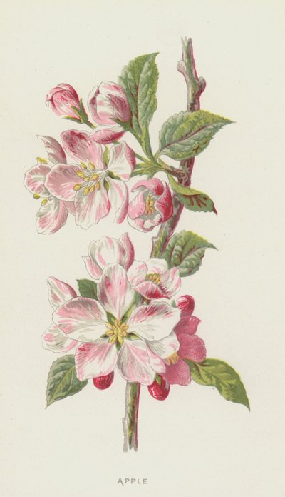 Eple (chromolitho) av Frederick Edward Hulme