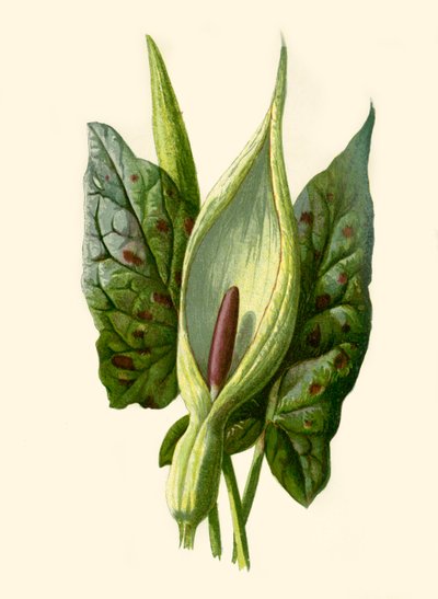 Arum eller gjøkpint, 1877. av Frederick Edward Hulme