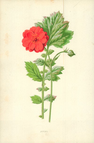 Avens av Frederick Edward Hulme