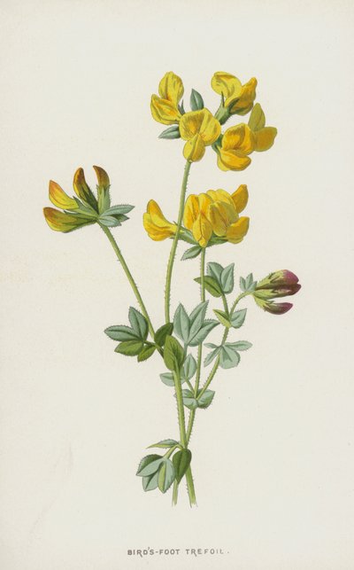 Fugle-foot trefoil (chromolitho) av Frederick Edward Hulme