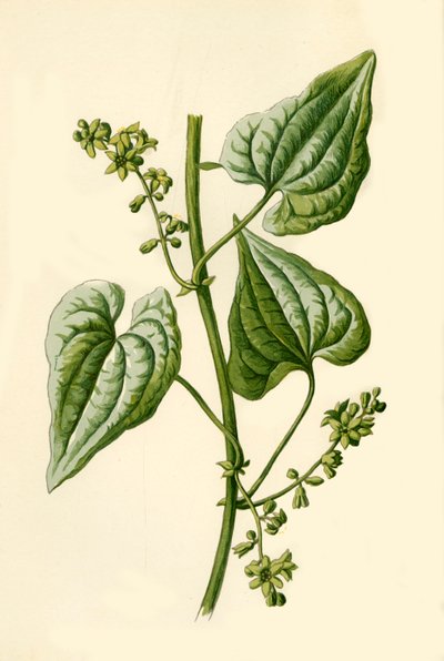 Black Bryony, 1877. av Frederick Edward Hulme