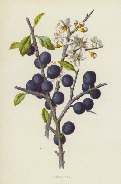 svarttorn (chromolitho) av Frederick Edward Hulme