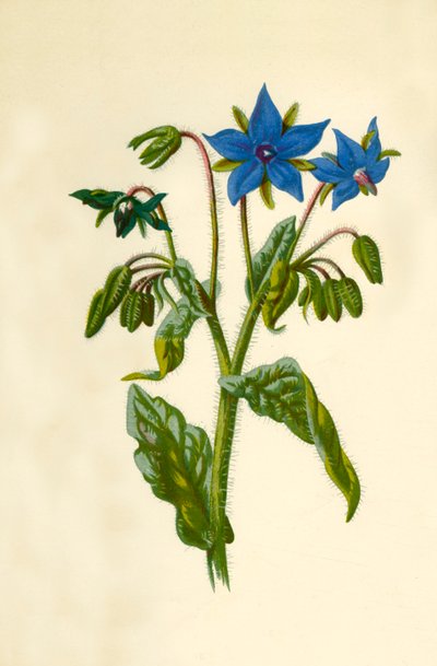 Borage, 1877. av Frederick Edward Hulme