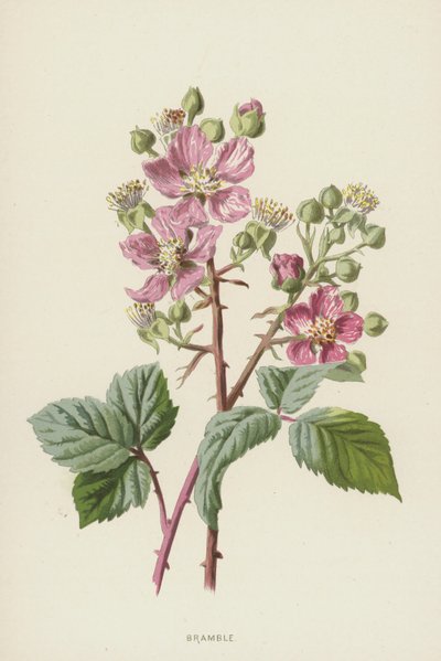 Bramble (chromolitho) av Frederick Edward Hulme