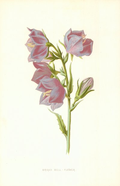 Bred klokkeblomst av Frederick Edward Hulme